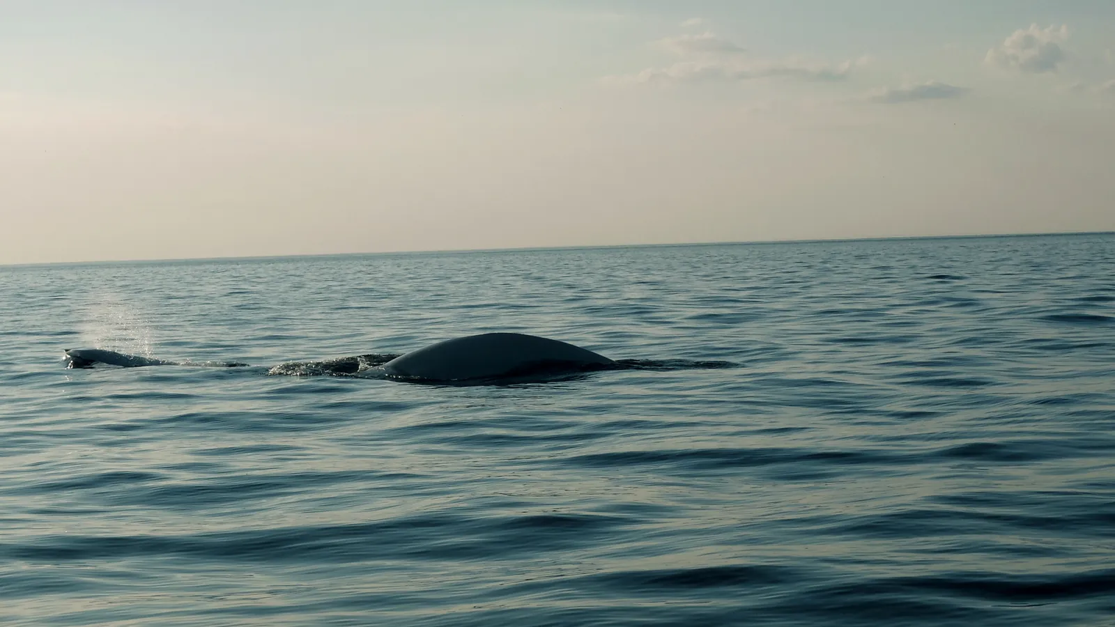Спина кита над водой в Баренцевом море